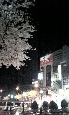 中野駅北口の夜桜
